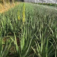 供应库拉索芦荟苗美容院芦荟灌肤*绿植盆栽食用室内芦荟植物