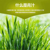 青汁酵素 大麦若叶青汁粉 蚂蚁代餐粉酵素青汁 OEM代加工