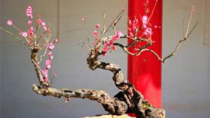 梅花
