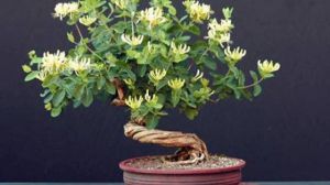 金银花