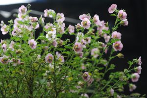 木槿