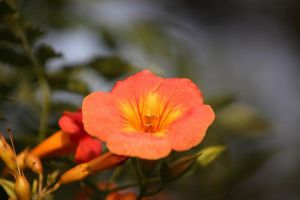 凌霄花