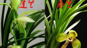 寒兰