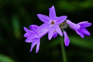 紫娇花