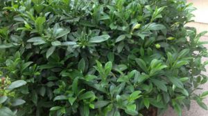 非洲茉莉