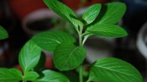 胡椒薄荷