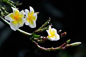 鸡蛋花