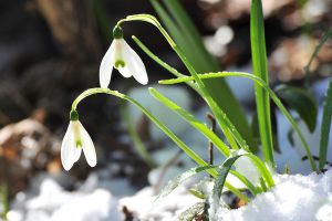 雪滴花