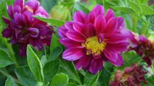 小丽花
