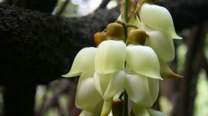 禾雀花