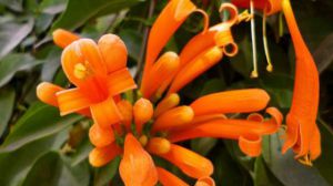 炮仗花