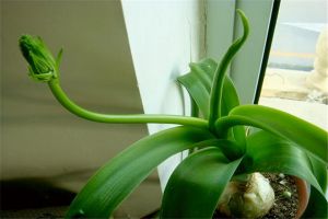 虎眼万年青