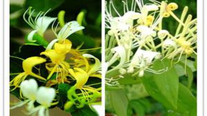山银花