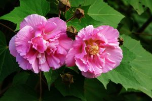 木芙蓉花