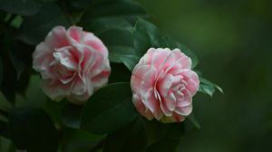 茶花