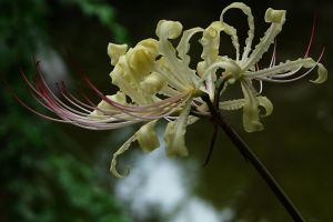 白花石蒜