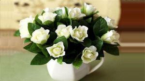 栀子花