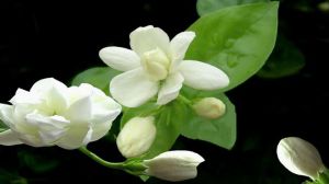 茉莉花