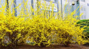 迎春花