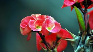 虎刺梅