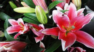 百合花