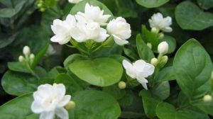 茉莉花