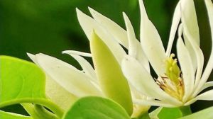白兰花