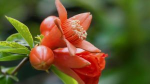 石榴花