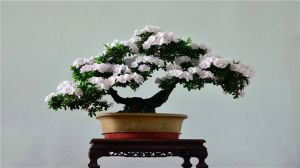 杜鹃花