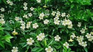 非洲 茉莉