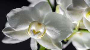 白兰花