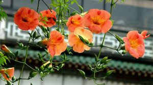 凌霄花