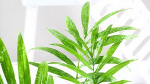 袖珍椰子