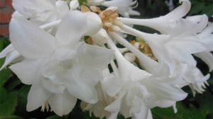 玉簪花