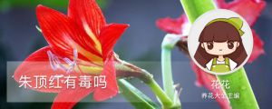 朱顶红