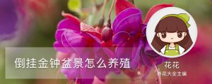 倒挂金钟