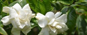 栀子花